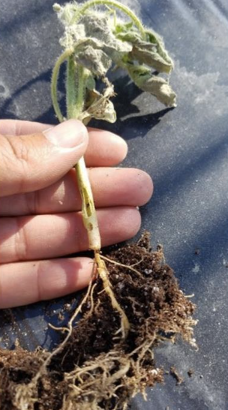 Figure 2. Pavement ant tunneling in a watermelon transplant. David Owens
