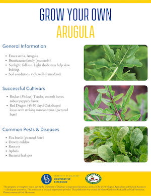 A thumbnail of the arugula factsheet