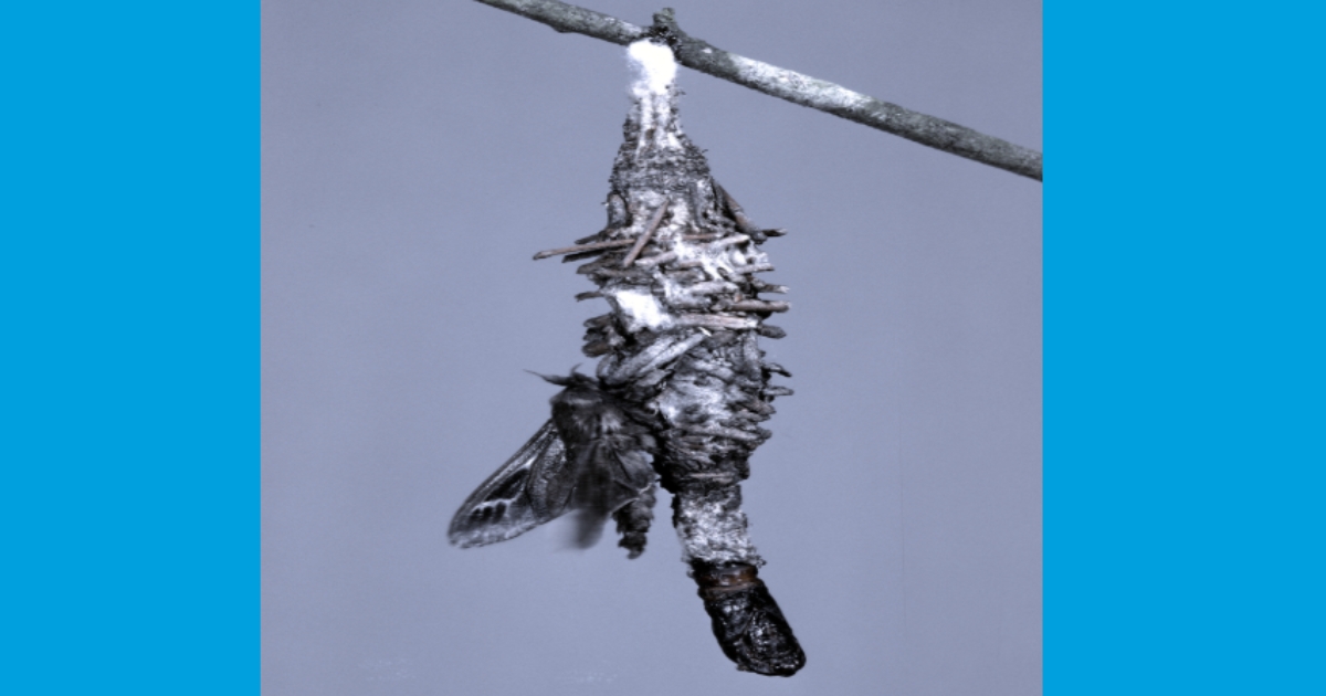Figure 4: Adult male bagworm, bag, and pupal case; Sturgis McKeever, Georgia Southern University.