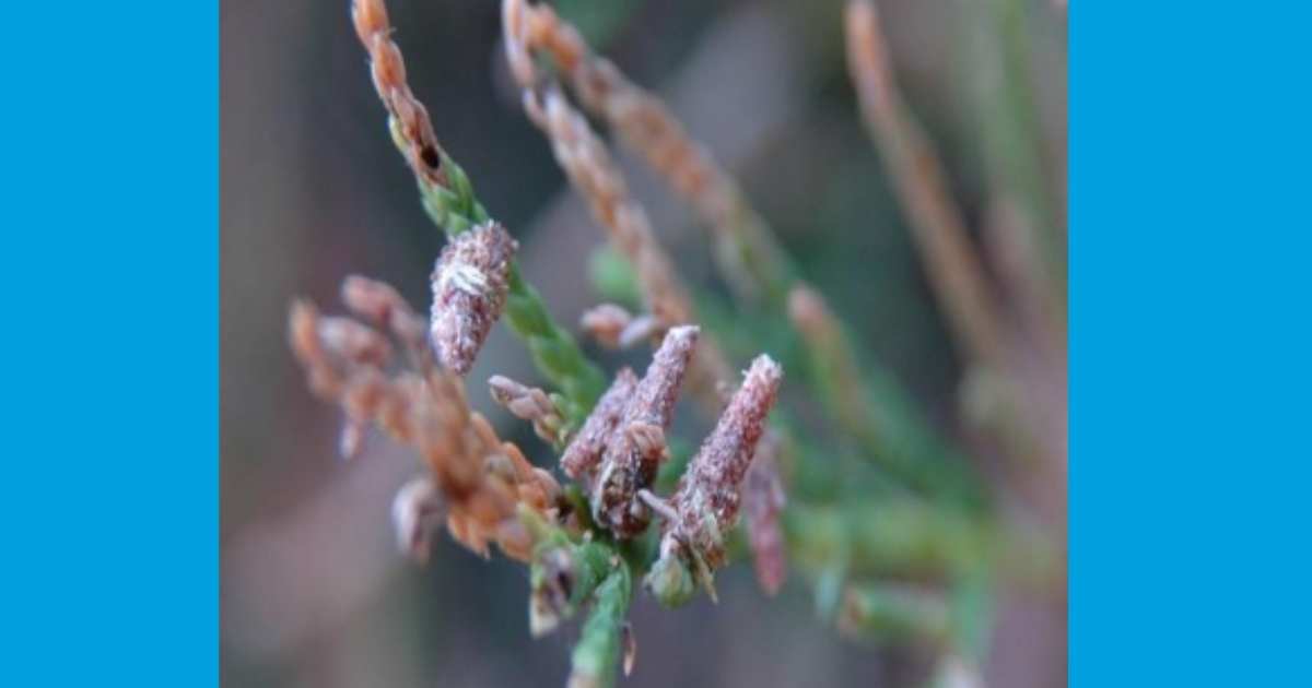 Figure 2: ‘Dunce cap’ stage bagworm; photo by: Brian Kunkel, University of Delaware.