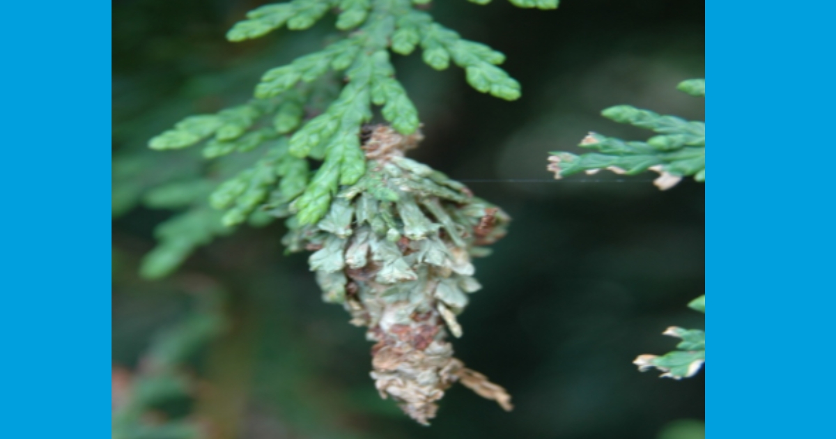Figure 3. Late summer bagworm with fresh foliage added to the bag.  Brian Kunkel, University of Delaware