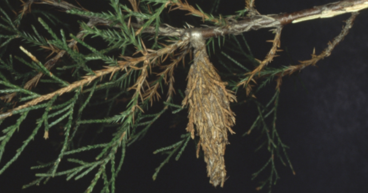 Figure 1: Mature bagworm on a Juniperus spp.; Penn State Department of Plant Pathology & Environmental Microbiology Archives, Penn State University.