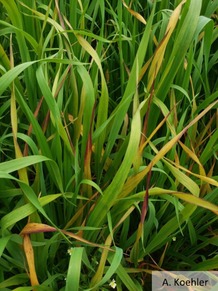 Fig 1: Yellow to purple flag leaf discoloration symptoms caused by Barley Yellow Dwarf Virus