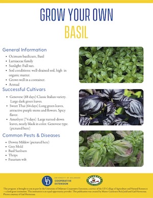 A thumbnail of the Basil factsheet