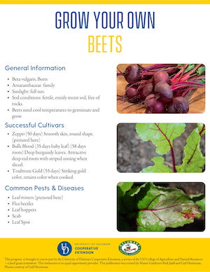 A thumbnail of the Beets factsheet