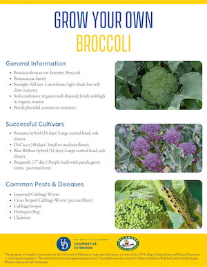 A thumbnail of the Broccoli factsheet