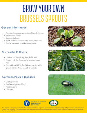A thumbnail of the Brussel Sprouts factsheet