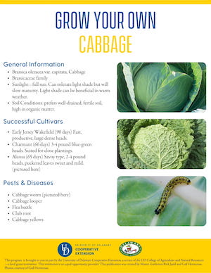A thumbnail of the cabbage factsheet