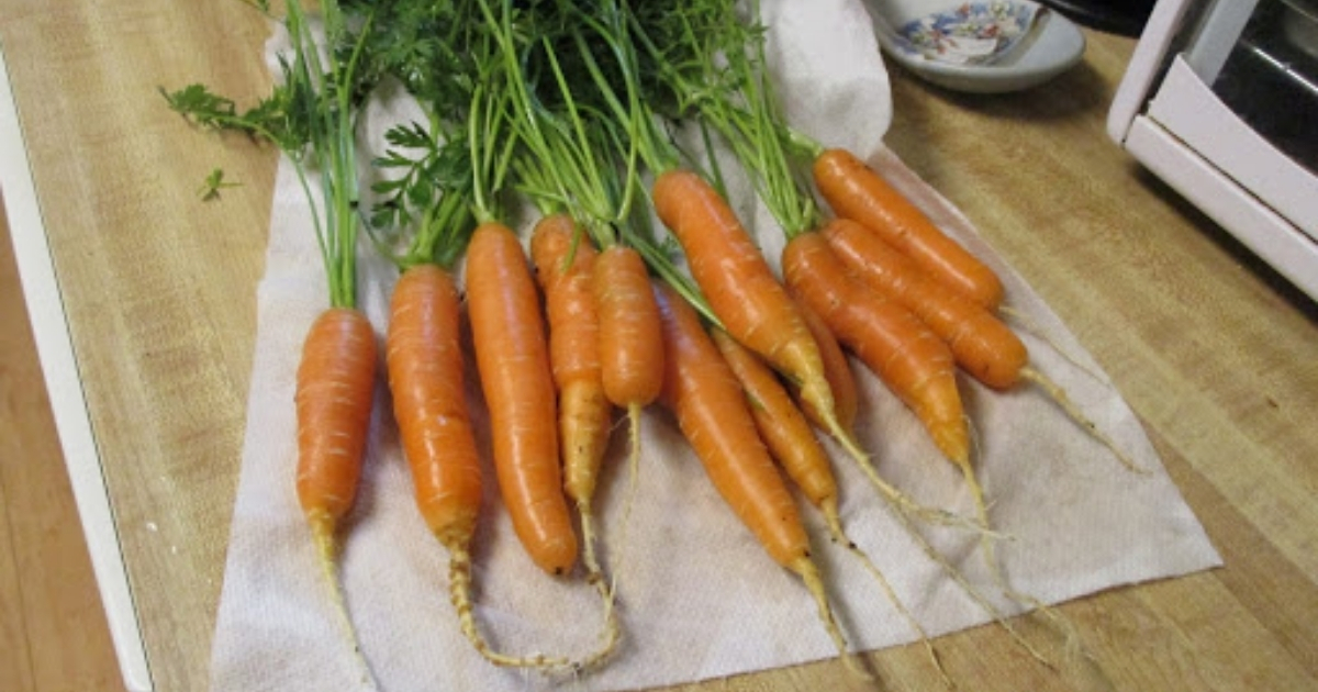 Carrots on a countertop