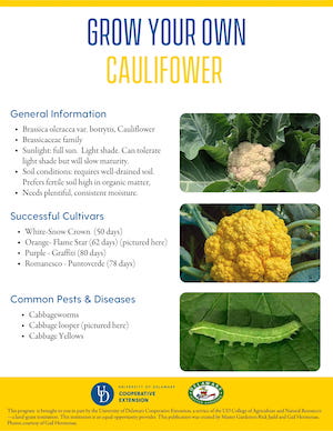 A thumbnail of the Cauliflower factsheet