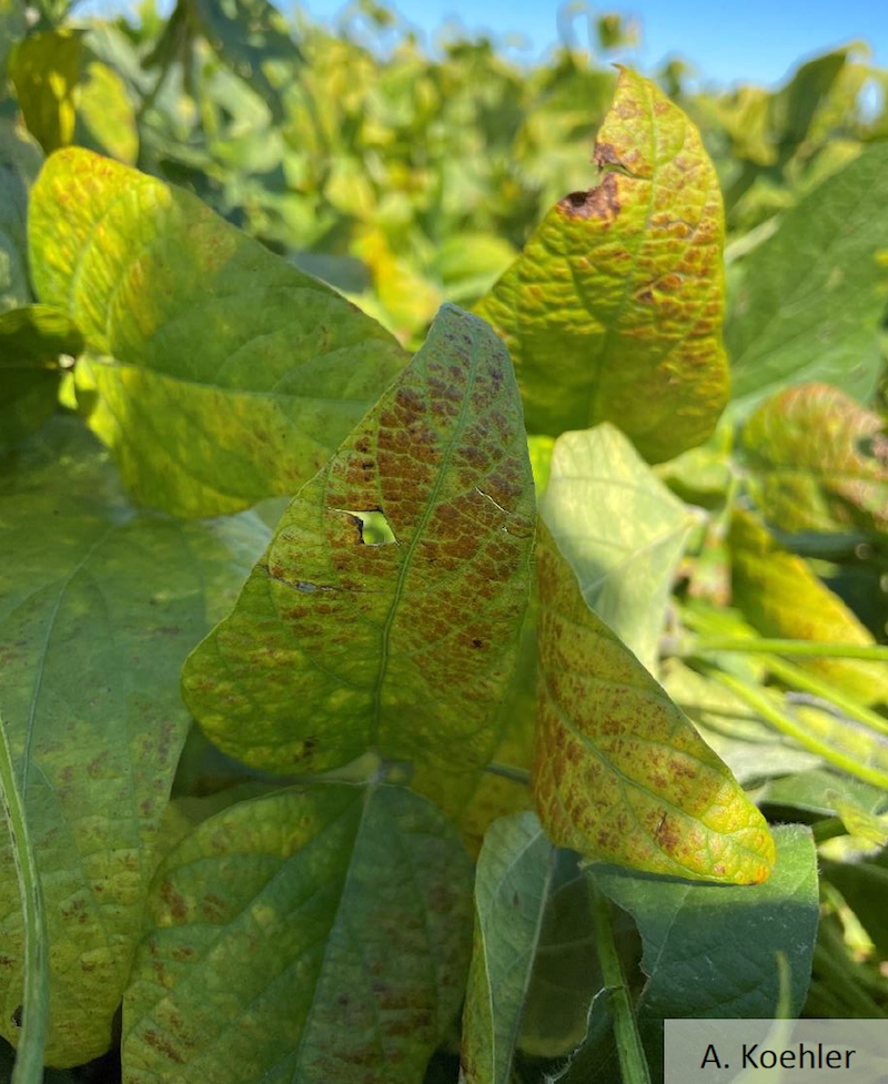 Fig 1: Cercospora leaf blight symptoms on soybean leaves