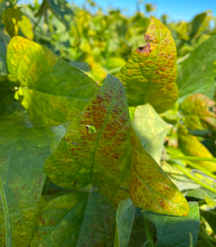 Fig 1: Cercospora leaf blight symptoms on soybean leaves. Photo by Dr. Alyssa K. Betts