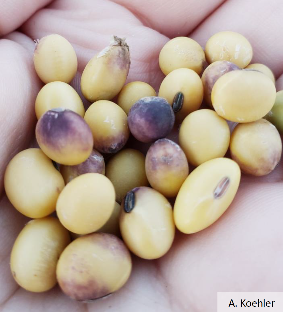 Fig 2: Soybeans with purple seed stain