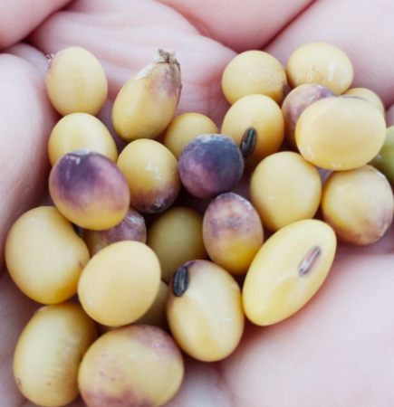 Fig 2: Soybeans with purple seed stain. Photo by Dr. Alyssa K. Betts