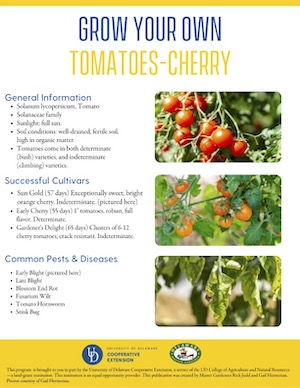 A thumbnail of the Cherry Tomatoes factsheet