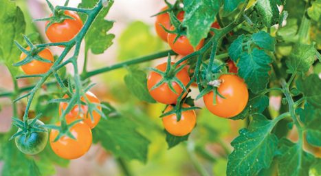 A thumbnail of the Cherry Tomatoes factsheet