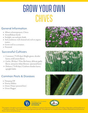 A thumbnail of the chives factsheet