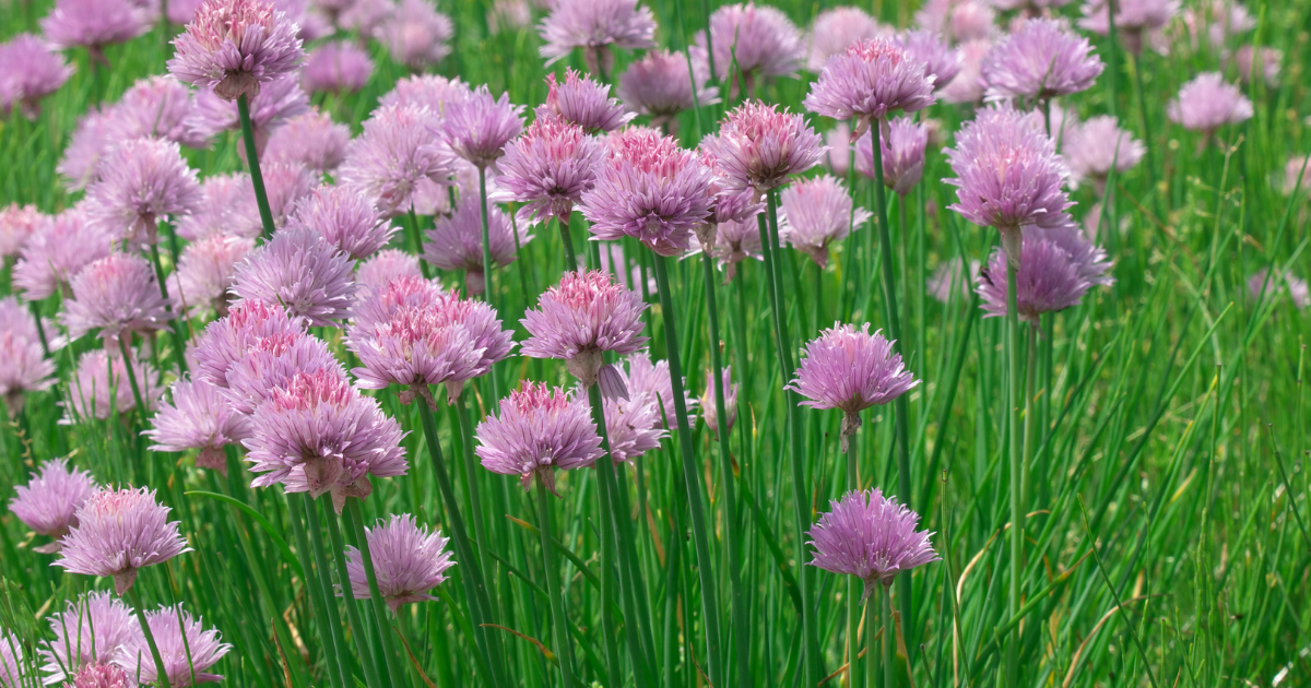 chives growing