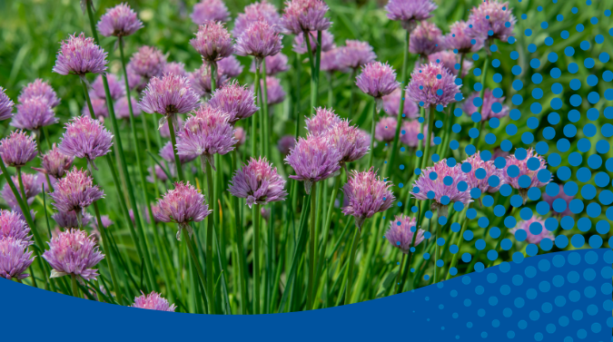 chives growing