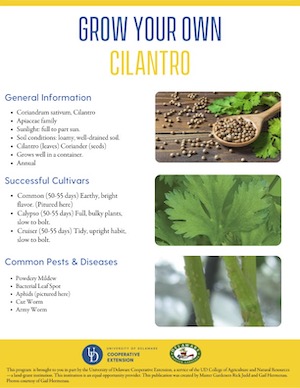 A thumbnail of the cilantro facsheet