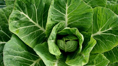 A thumbnail of the collards factsheet