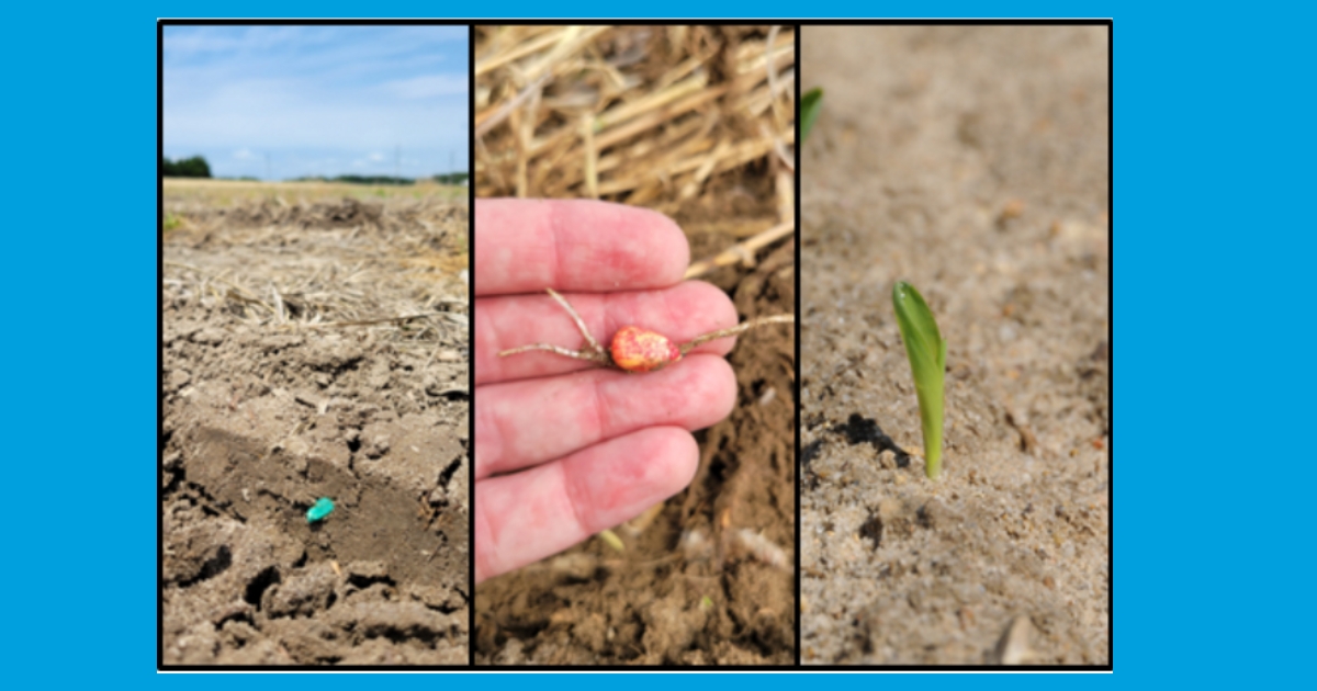 Figure 1: a) planted corn seed just beneath the surface, b) the first growth after germination under the soil, c) a fully emerged corn plant.
