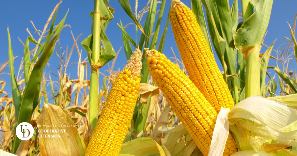 Ears of corn