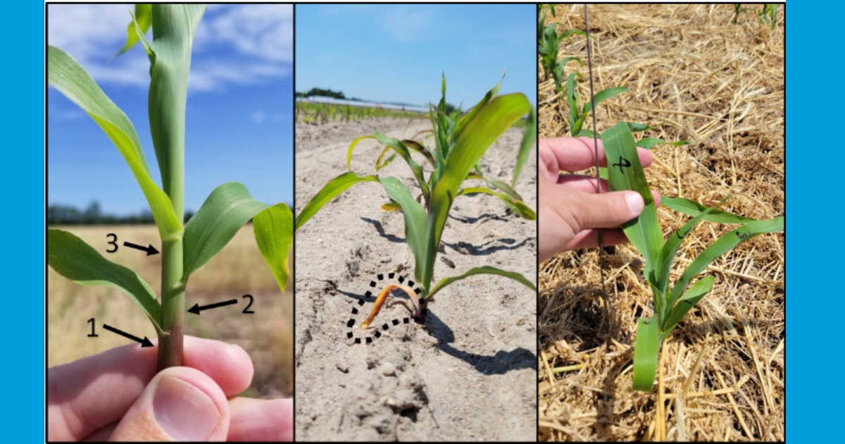 Figure 3: a) three leaves with fully formed collars, b) a stressed plant losing its lower leaves, and c) numbers written on leaves.
