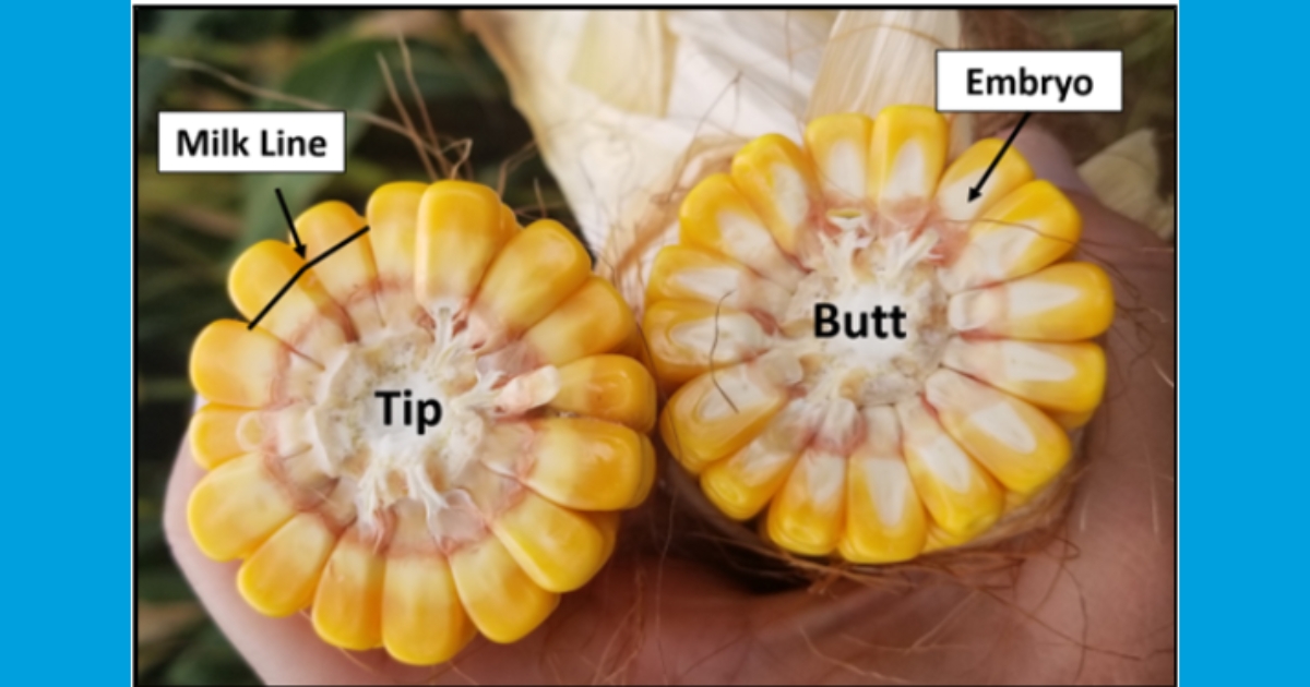 Figure 5: A corn ear split in half, where the tip end (top of the ear) reveals the milk line. As corn dries down the milk line will move down towards the husk. The dent stage can be split based on this milk line to R5.25, R5.5, and R5.75.