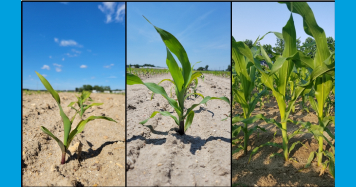Figure 2: Corn growing from two-leaf up to seven-leaf stages, still early in vegetative stages.