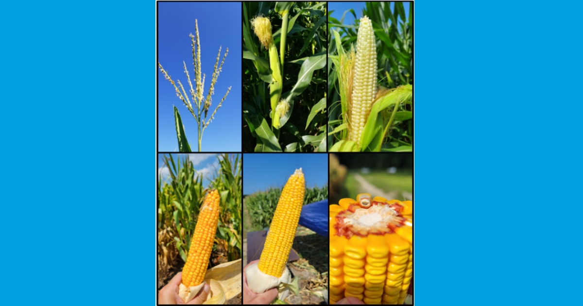 Figure 4: a) tassel forms on top of the plant (VT), b) silks emerge from the husk (R1), c) blister stage (R2), d) milk stage (R3), e)dent stage (R5), and f) blacklayer (R6).