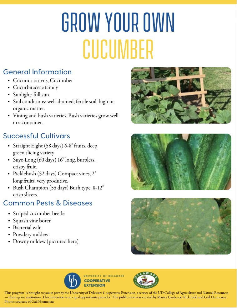 A thumbnail of the cucumber factsheet