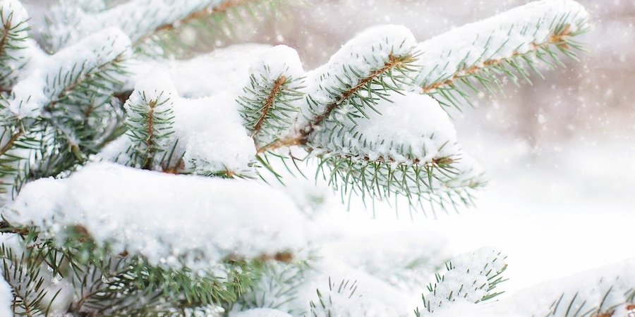 A beautiful Christmas tree covered in snow.