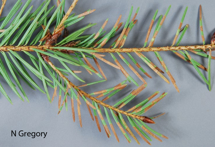Rhabdocline needle cast on Douglas fir, a fungal needle disease. Photo by Nancy Gregory