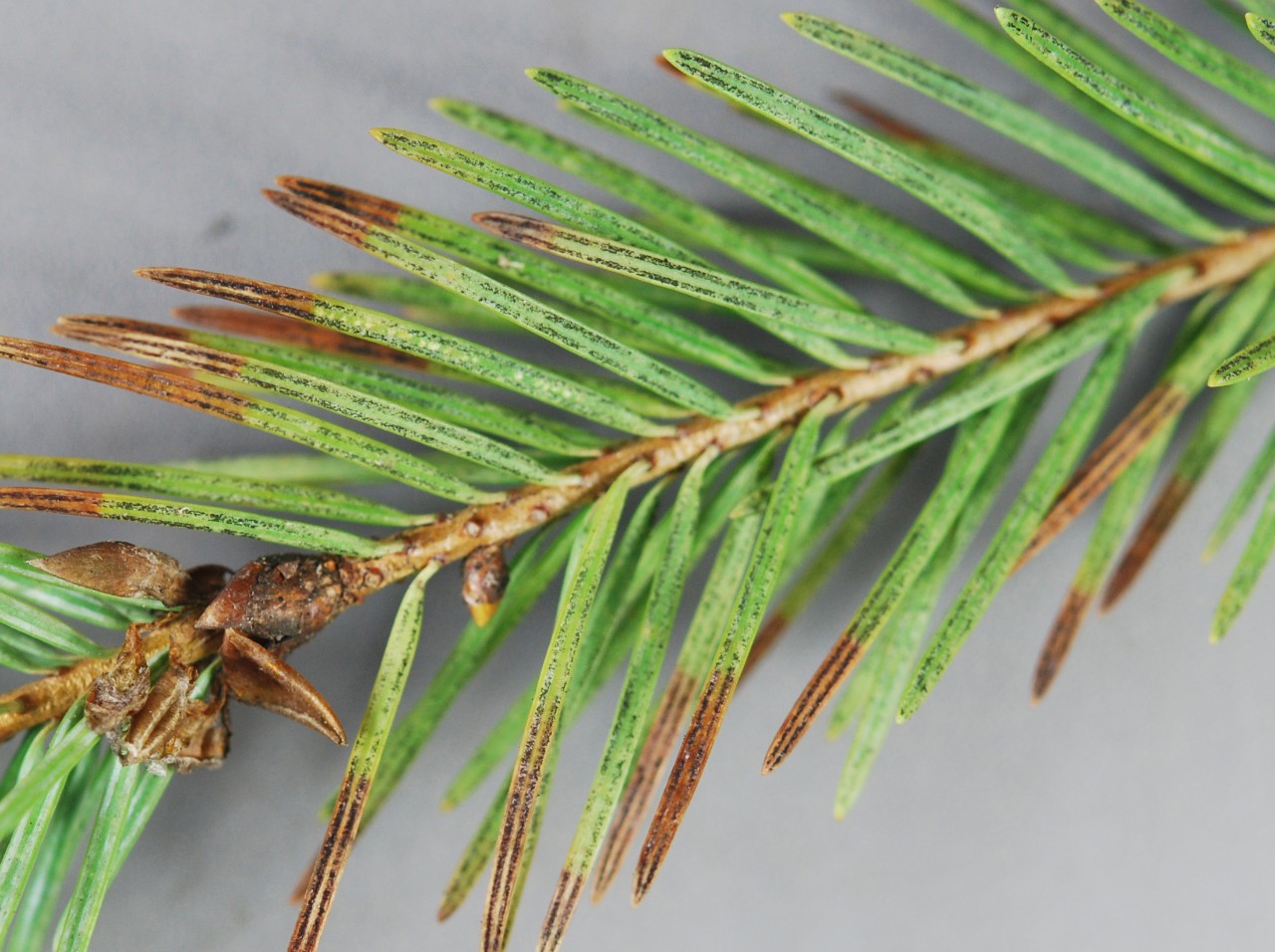 Swiss needle cast, a fungal needle disease. Photo by Nancy Gregory