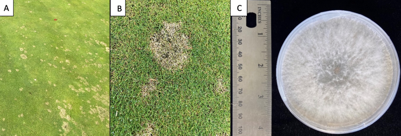 Three photos showing Dollar spot symptoms on a creeping bentgrass putting green and Clarireedia spp. white mycelium growth on potato dextrose agar.
