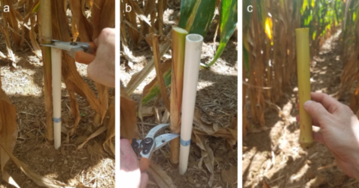 end22 - 1 Figure 2. Collecting a corn stalk nitrate sample requires that an 8-inch stalk be removed from several plants. Several methods are available to identify the correct portion of the stalk to use. In this example, a PVC template is used to identify where to cut the stalk at the a) top (14 inches) and b) bottom (6 inches) in relation to the soil surface to generate the c) 8-inch stalk segment. (Figure credit: Charlie White, Penn State University).