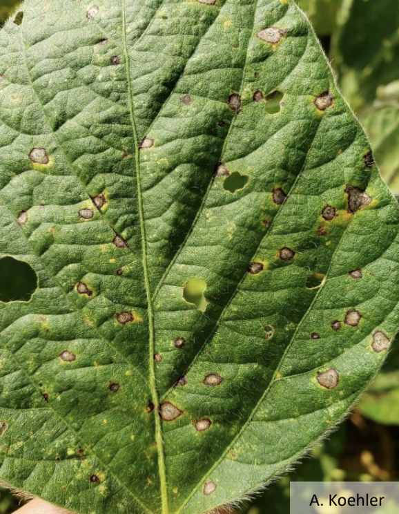 Fig 1: Lesions from frogeye leaf spot in soybean