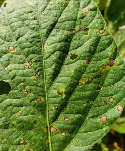 Fig 1: Lesions from frogeye leaf spot in soybean. Photo by Dr. Alyssa Betts