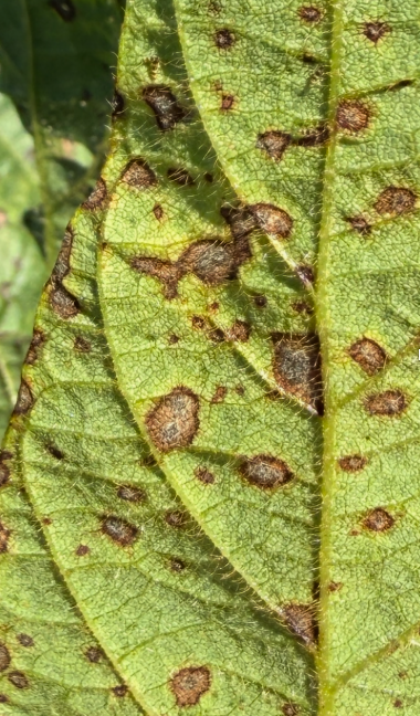 Fig 2: Gray sporulation (conidia) on the underside of a soybean leaf. Photo by Dr. Alyssa Betts