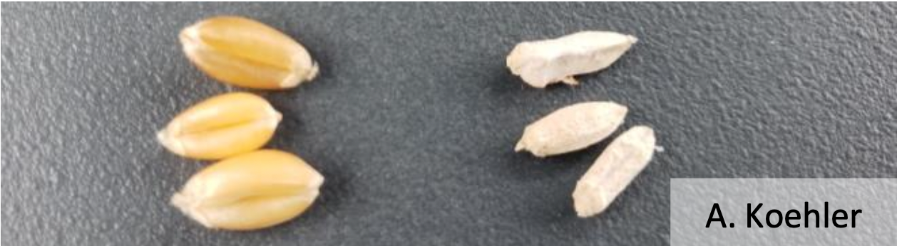Fig 2: Healthy kernels (left) and “tombstone” Fusarium damaged kernels (right)