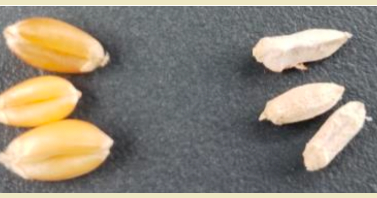 bar5 - 1 Fig 2: Healthy kernels (left) and “tombstone” Fusarium damaged kernels (right)