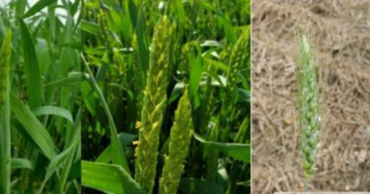 bar3 - 1 Fig 3: From left to right Feekes 10.3, Anthesis, Feekes 10.5.1 (yellow anthers beginning flowering), 4 days after anthesis (white anthers post flowering)