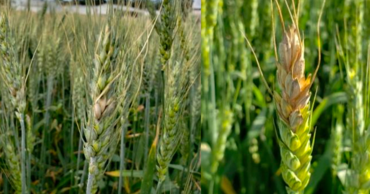 bar4 - 1 Fig 1: Symptoms of FHB. 1A) Bleached spikelet; 1B) Orange sporulation on symptomatic head