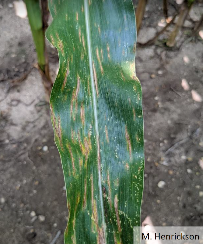 Corn leaf displaying GLS symptoms