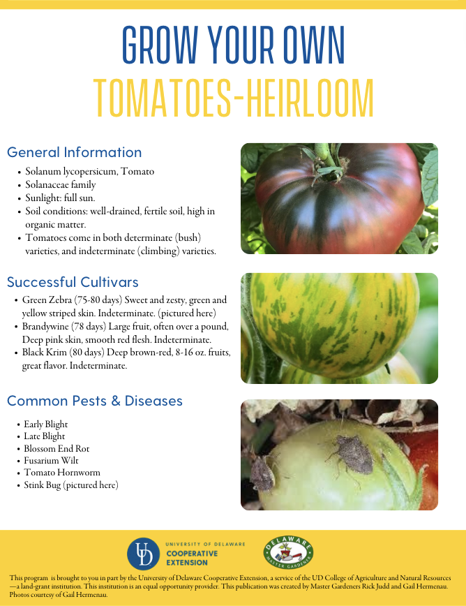 A thumbnail of the paste tomatoes factsheet