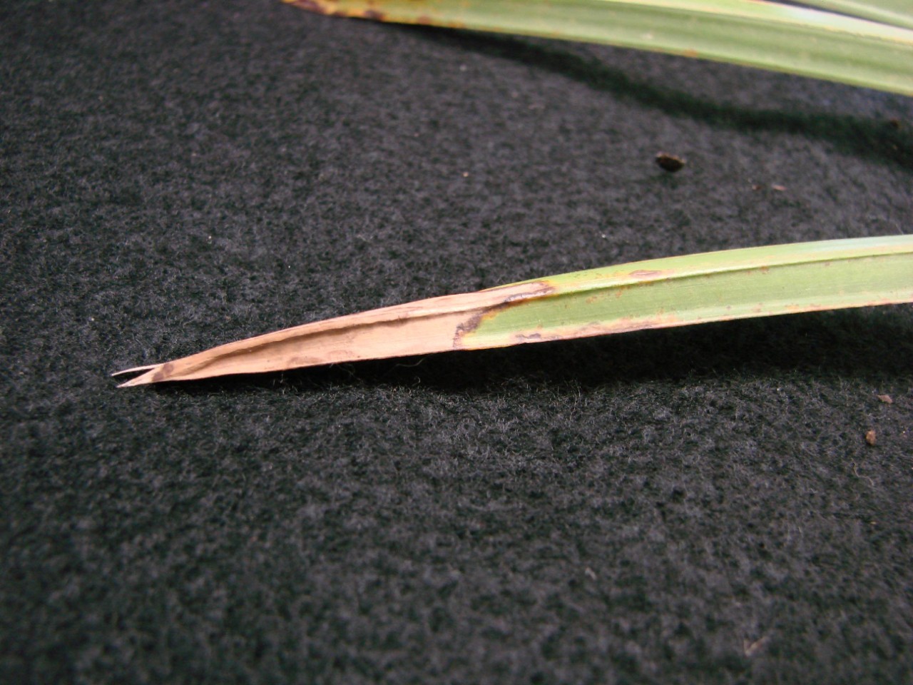 A leaf with a dead, dry tip.
