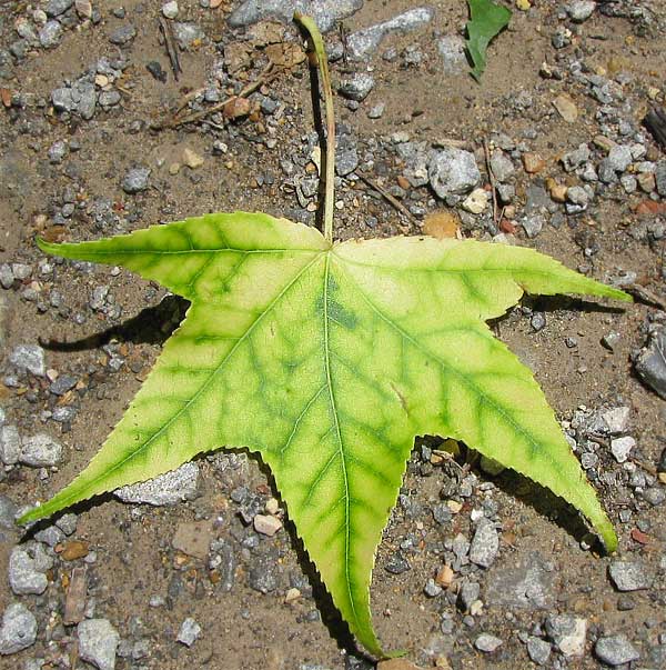 A sweet gum leaf with distinctly dark green veins.
