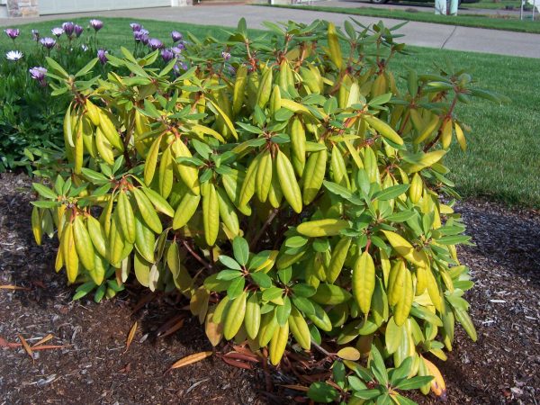 Sagging, yellow leaves on a rhododendron.