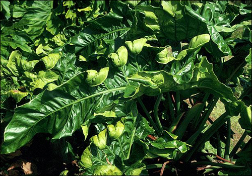 Green, but misshapen leaves on a rhododendron.